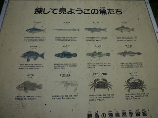 勝島の魚
